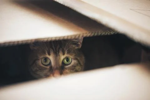 Ginger Cat is Playing in the Box Stock Photos