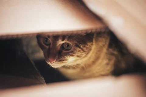 Ginger Cat is Playing in the Box Stock Photos