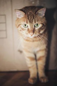 Ginger Cat is Playing in the Box Stock Photos