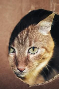 Ginger Cat is Playing in the Box Stock Photos