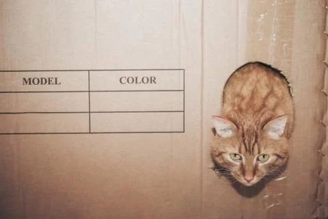 Ginger Cat is Playing in the Box Stock Photos