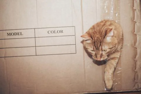 Ginger Cat is Playing in the Box Stock Photos