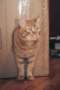 Ginger Cat is Playing in the Box Stock Photos