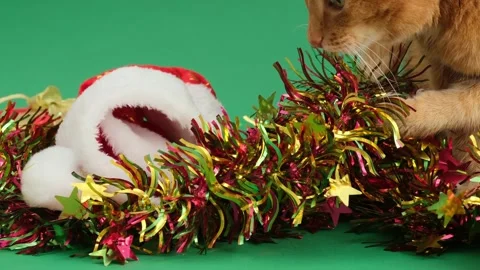 Ginger cat playing with Christmas decorations and biting it on green background. Stock Footage 294667928