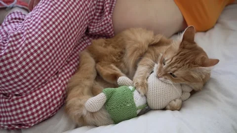 Ginger cat playing with a crochet toy while lying on a bed with its owner Stock Footage 344268397