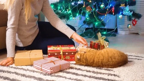 Ginger cat playing with gift box under Christmas tree. 4k Stock Footage 120874894