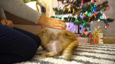 Ginger cat playing with gift box under Christmas tree. 4k Stock Footage 120874930