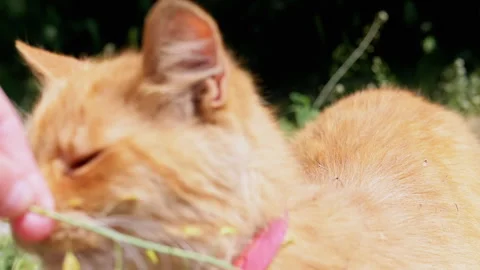 Ginger Cat Playing in the Grass Stock Footage 293160127