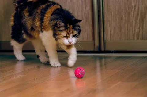 Ginger cat playing with a red ball at home, bold muzzle Stock Photos