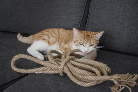 Ginger cat playing with rope on sofa Stock Photos