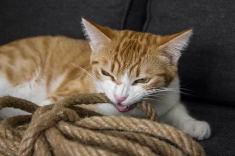 Ginger cat playing with rope on sofa Stockfoto's