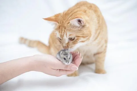 Ginger cat playing with a small hamster Stock Photos