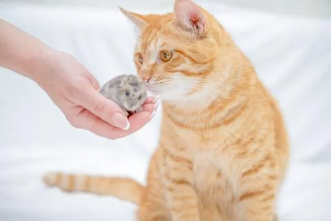 Ginger cat playing with a small hamster Stock Photos