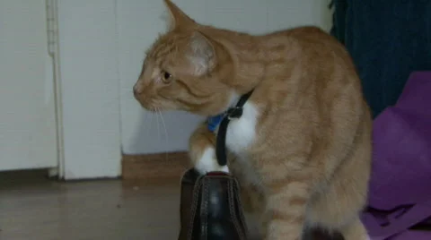 Ginger Cat playing with toy in boot Stock Footage 462716