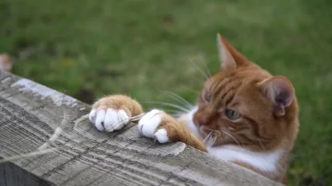 Ginger cat playing with a twig Stock Footage 170893672
