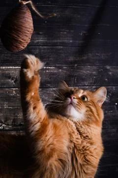 Ginger cat plays with a cedar cone on a dark wood background Stock Photos