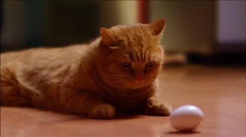 Ginger cat plays an egg 1 Stock Footage 7903936