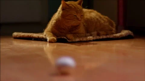 Ginger cat plays an egg 2 Stock Footage 7903937