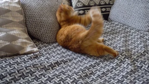 Ginger cat plays with mouse toy on couch in living room at home. Pet has fun Stock Footage 134410063