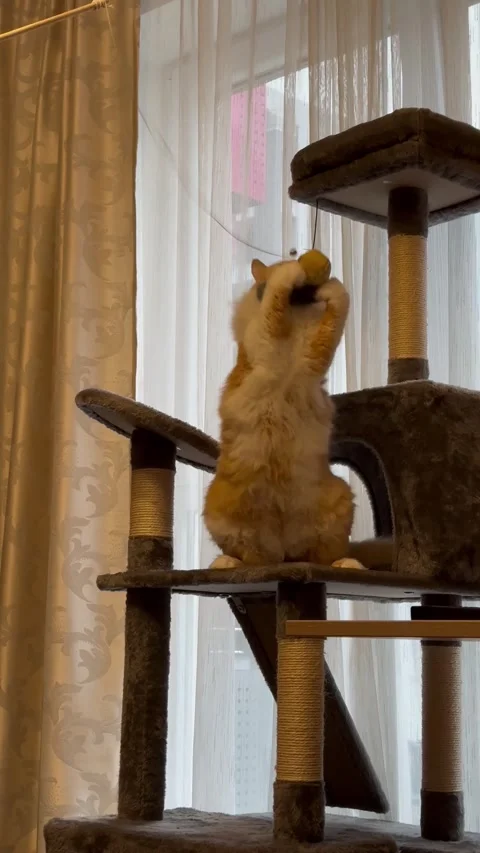 A ginger cat plays on a scratching post with a toy Stock Footage 302823612