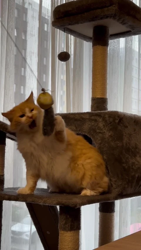 A ginger cat plays on a scratching post with a toy Stock Footage 302823634