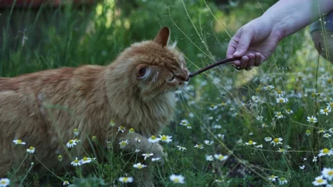 Ginger cat plays with a stick in a field of daisies on a sunny day Stock Footage 337126839