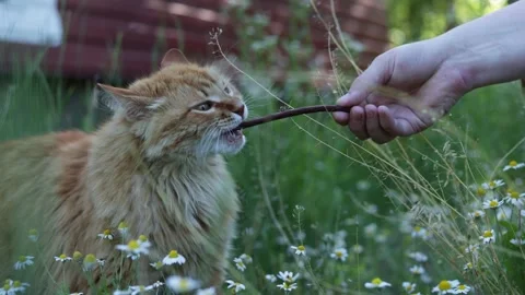 Ginger cat plays with a stick in a field of daisies on a sunny day Vidéo 337127558