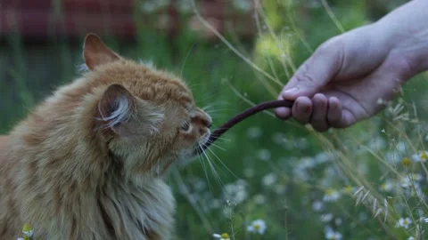 Ginger cat plays tug-of-war with a stick in a field of daisies Stock Footage 337127015