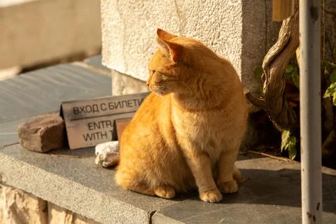 Ginger cat in Plovdiv, Bulgaria, roman amphitheatre Stock Photos