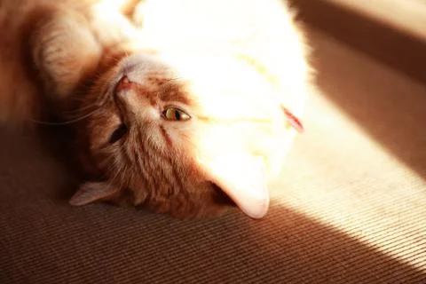 Ginger Cat Portrait Stock Photos