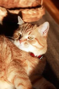 Ginger Cat Portrait Stock Photos