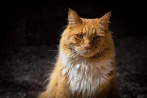 Ginger cat portrait Stock Photos