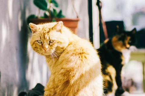 Ginger Cat Portrait Stock Photos