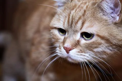 Ginger Cat Portrait Stock Photos