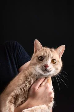 Ginger cat portrait Foto stock