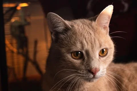 Ginger cat portrait Stock-Fotos