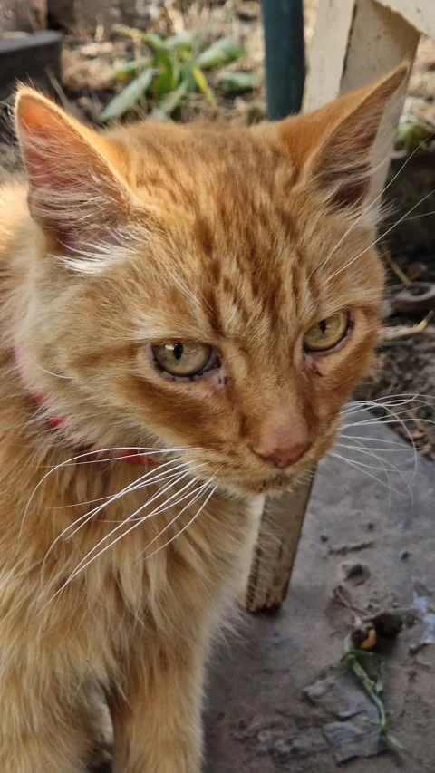 Ginger Cat Portrait with Red Collar Outside Stock Footage 318355790