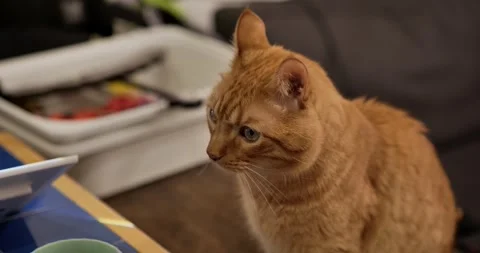 Ginger cat profile and eye contact Stock Footage 329154747