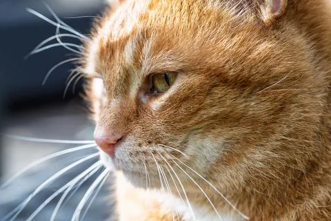 Ginger Cat in Profile Stock Photos