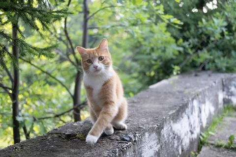 Ginger cat red or orange and white walking on wooden fence in the garden looking Stock Photos