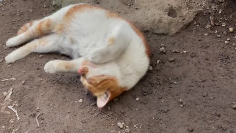 Ginger cat relaxing and rolling on the ground Vídeo Stock 338170252