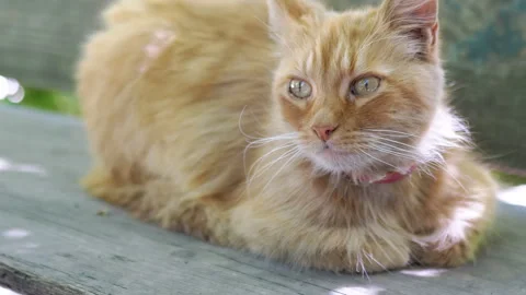 Ginger Cat Relaxing on Bench Stock Footage 293152474
