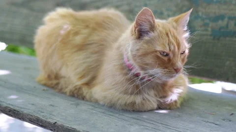 Ginger cat relaxing on a bench Stock Footage 293194269
