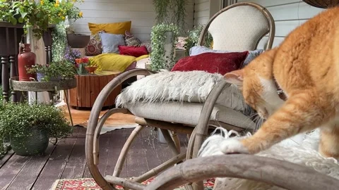 Ginger Cat Relaxing on a Cozy Decorated Rustic Veranda Vídeos de archivo 340282284