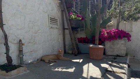 Ginger Cat Relaxing in a Flowered Trulli Courtyard in Alberobello Vidéo 337800503