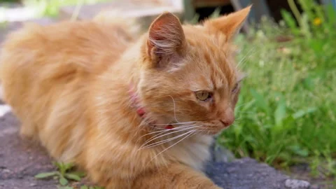 Ginger Cat Relaxing in the Garden Stock Footage 293200960