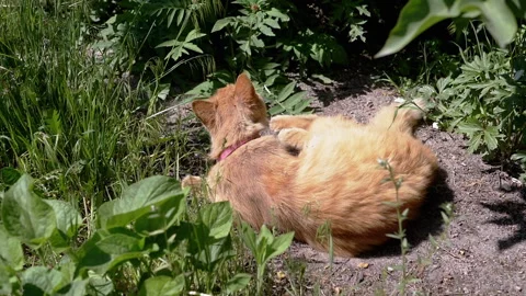 Ginger Cat Relaxing in the Garden Stock Footage 293203533