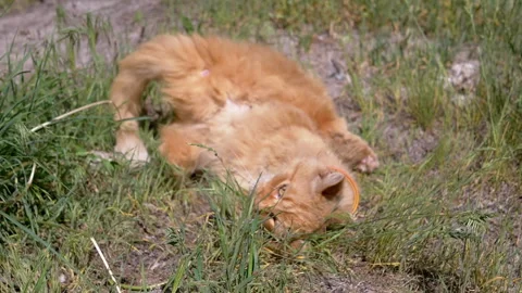 Ginger Cat Relaxing in the Grass Stock Footage 293160772