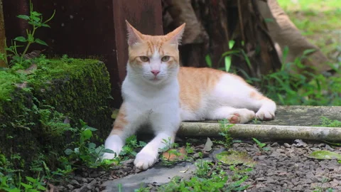 Ginger cat relaxing outdoors while lying down and yawning Stock Footage 314762559
