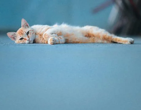 Ginger Cat Relaxing On Pavement Stock Photos